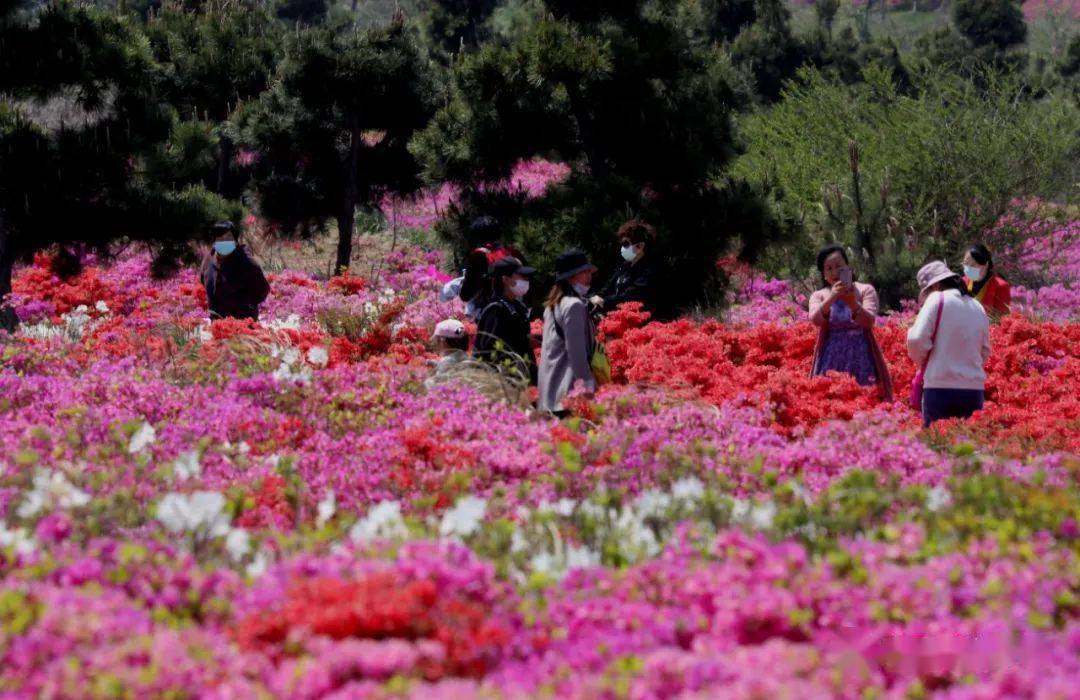这就是山东丨一路山花恣意红,花样桥头看不够_杜鹃花