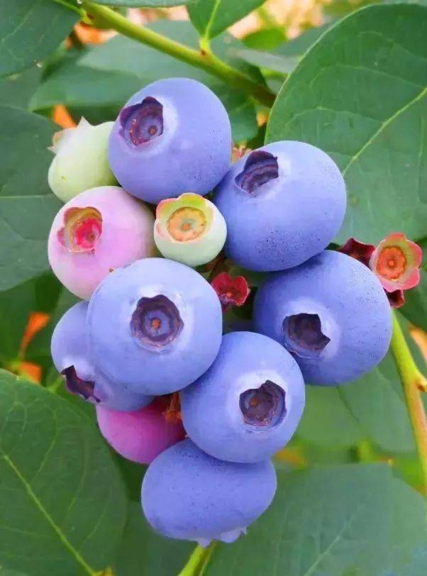 蓝得时光莓你不行徽王蓝莓开园啦