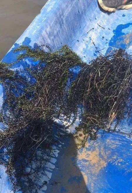 一,水草大量腐烂的塘口,温度升高,伊乐藻过了旺盛期,开始走下坡路.