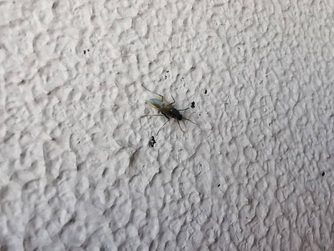 东胜区出现带翅膀大蚂蚁是否咬人回应来了