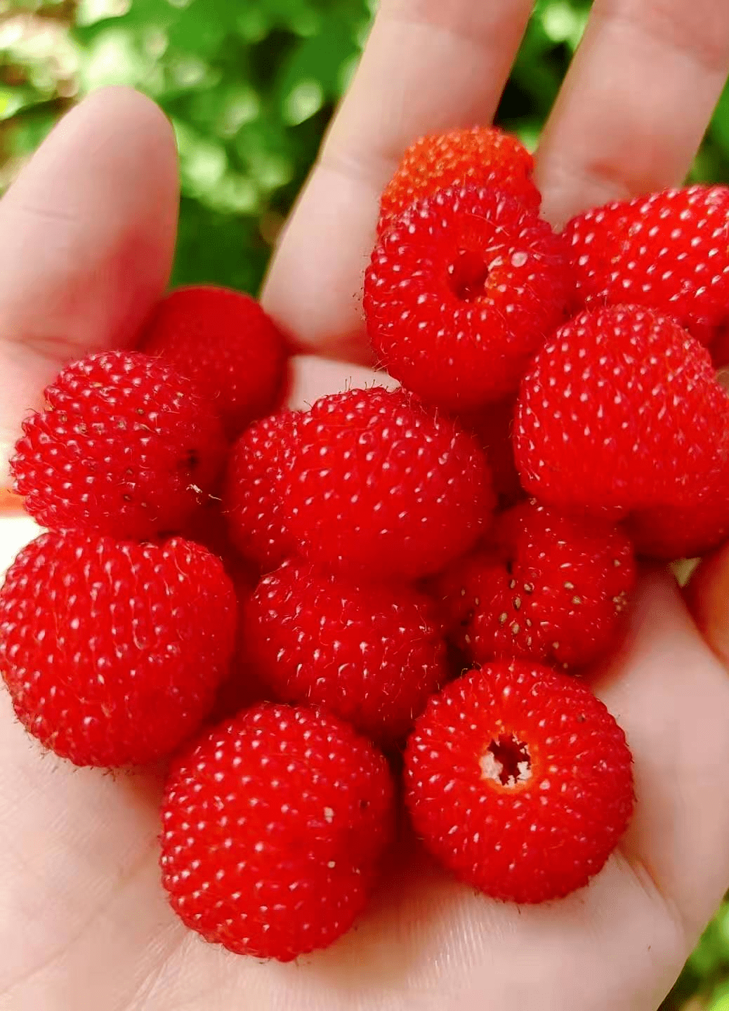农村红色的小果子图片