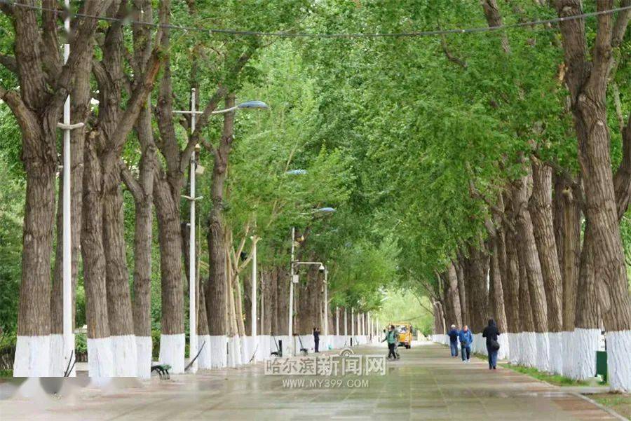 水 晨曦 园丁 哈市爱摄影苟智才 笑看春风 璞玉 轻舞飞扬依然 桦树眼