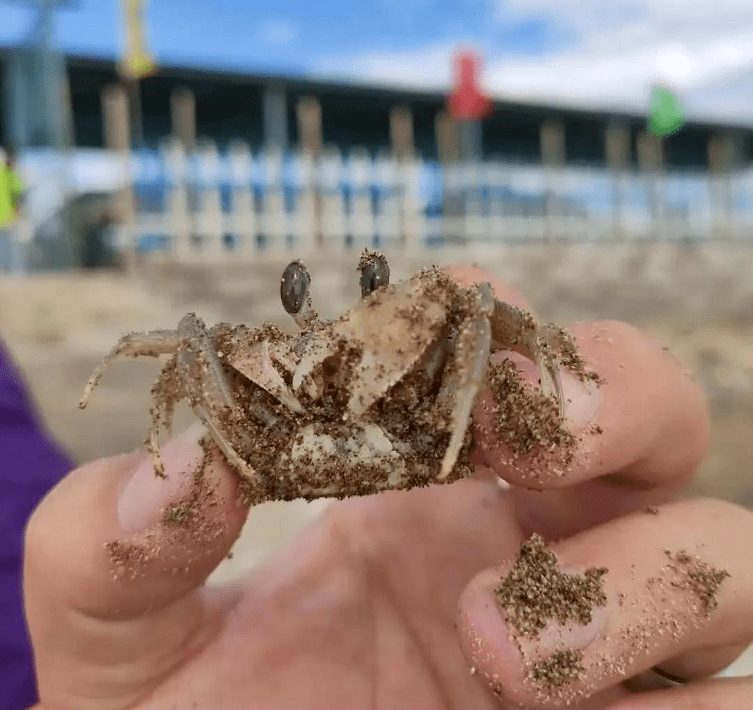 六一特惠趕海一號灘塗牧場趕海挖貝抓螃蟹一日遊