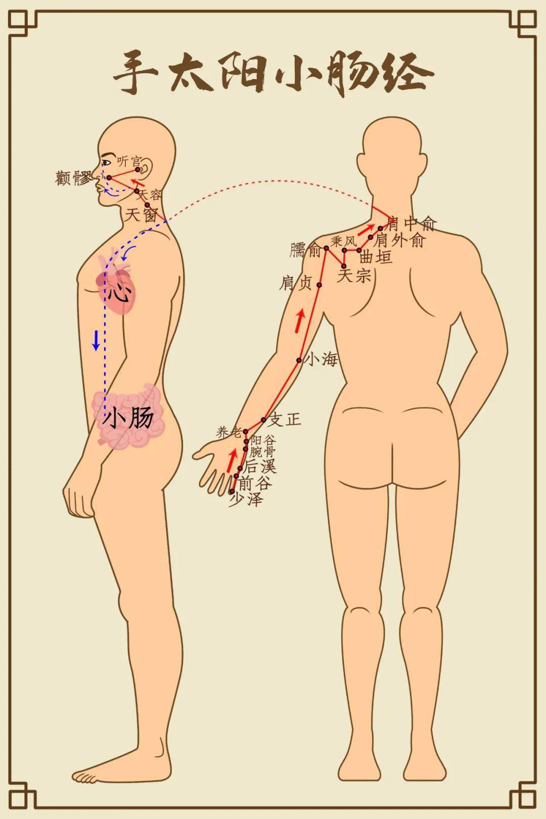 疏通这些易堵穴位 身体轻松一整年 线路