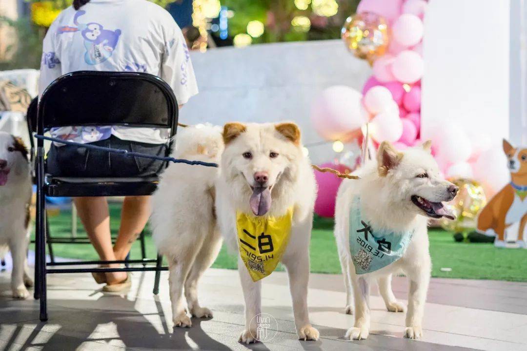 欢迎走进南宁萌宠交友记开启夏日奇遇