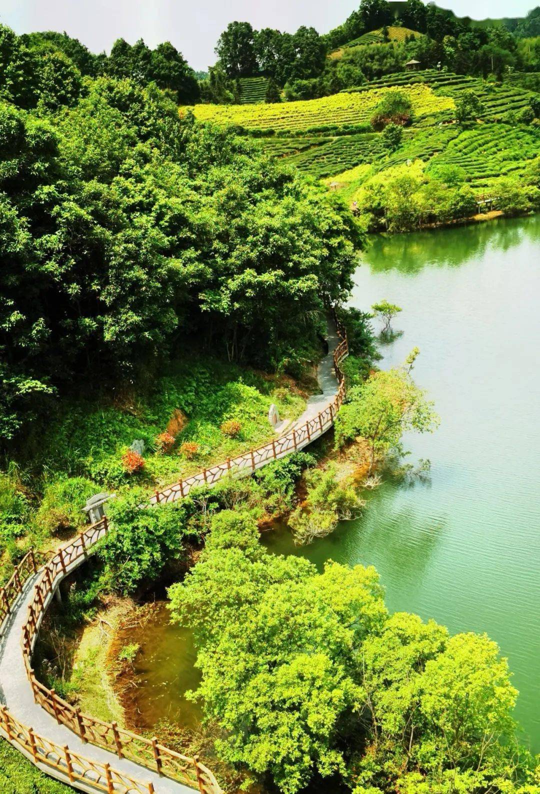 茶谷好风光景色惹人醉