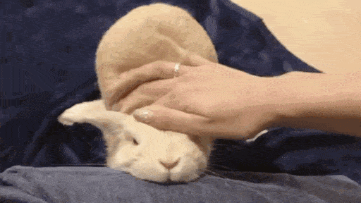 摸兔子表情包图片