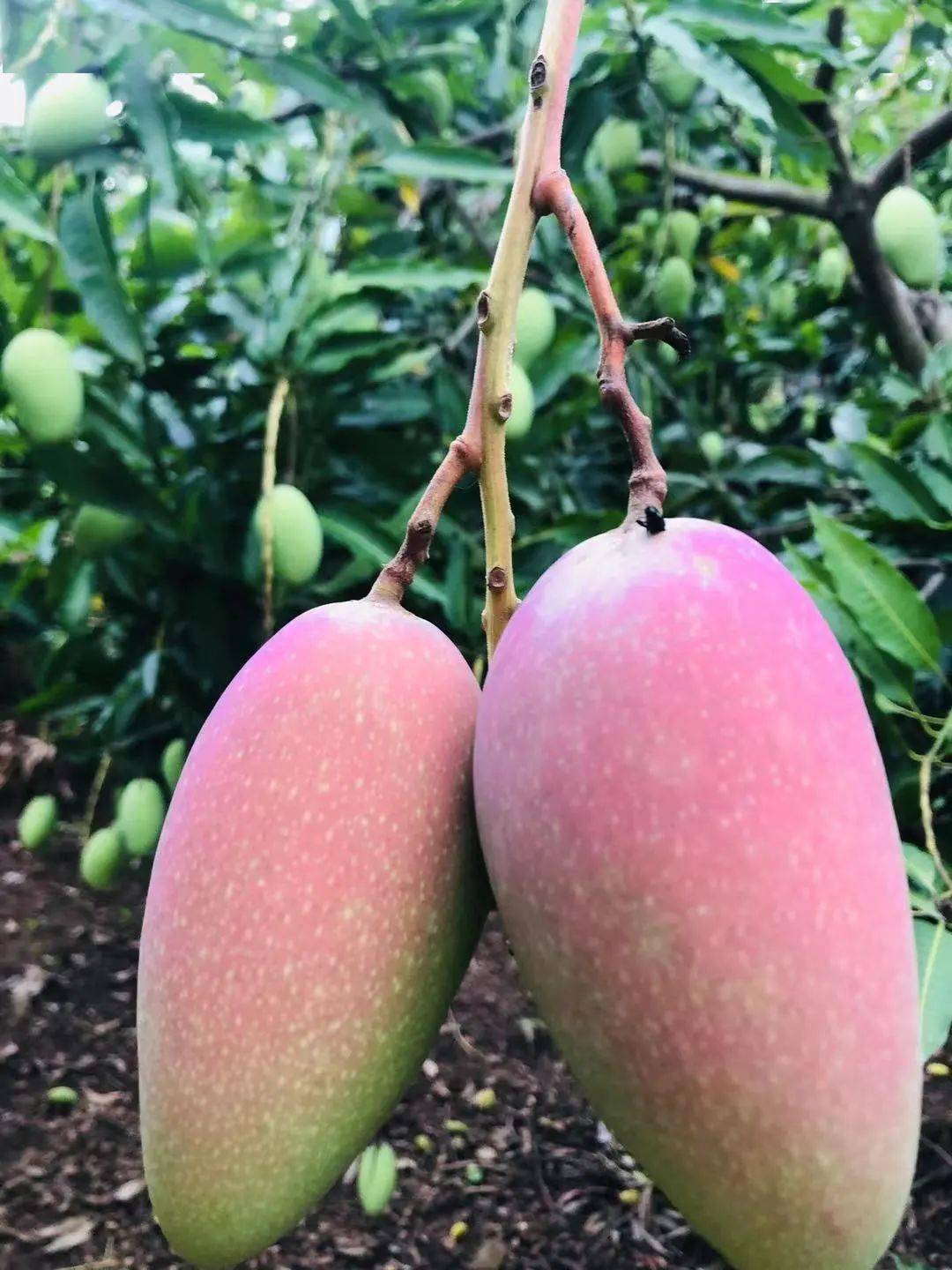 太好吃了果肉肥厚多汁鲜美个旧特产这个特产刺激你的味蕾