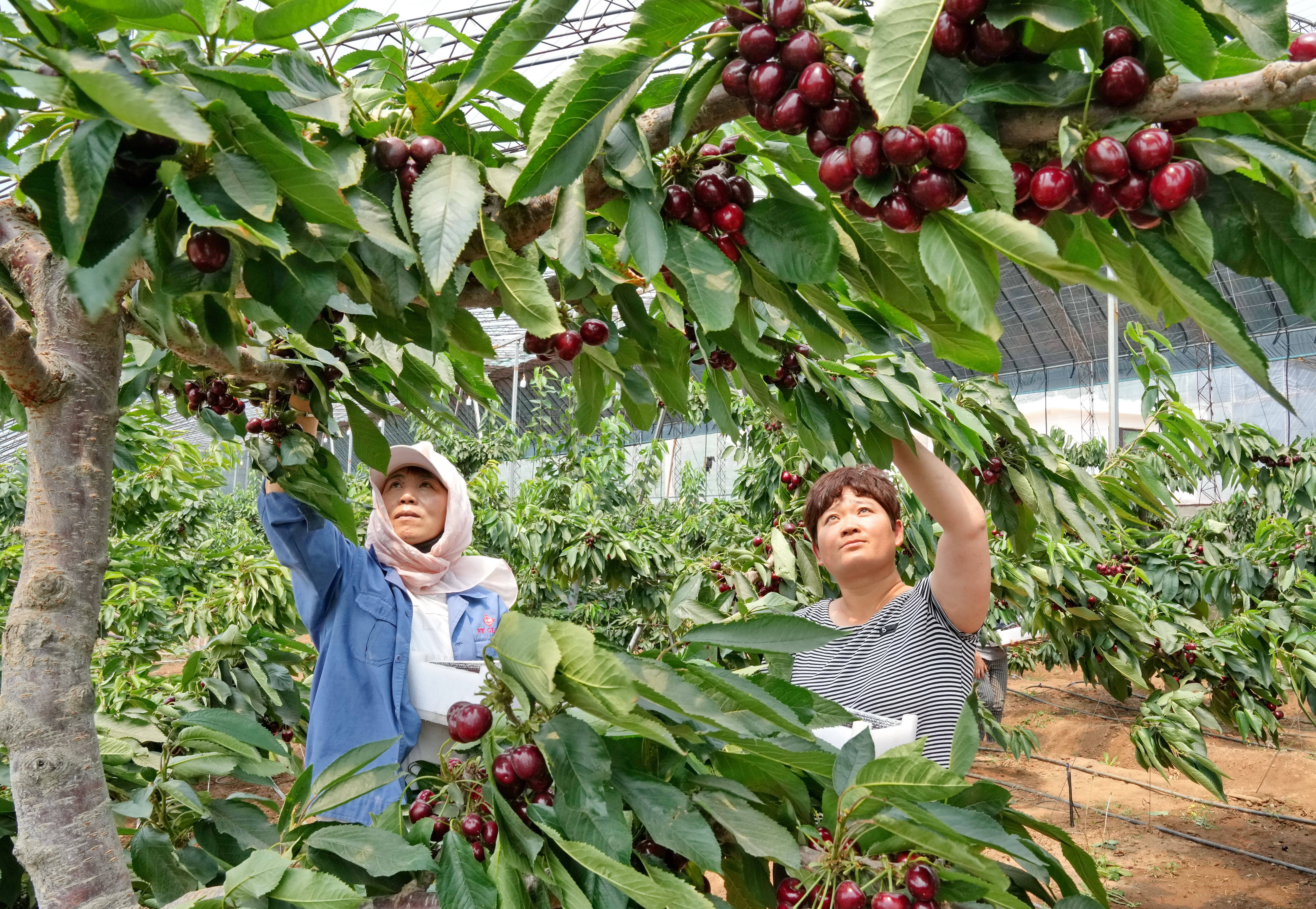 河北秦皇岛设施樱桃成熟