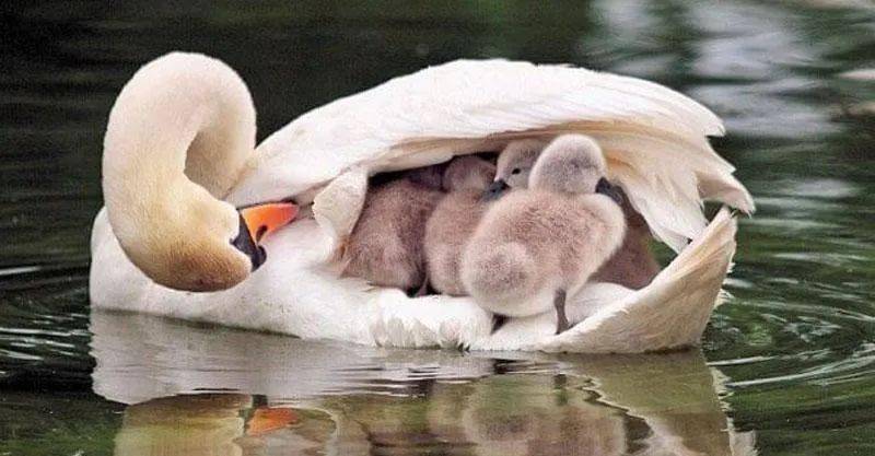 海鸥最好看的一张照片 00b392e10f784815bd8ec9b6e2b6e6d4.jpeg