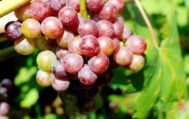 值得收藏安居全年水果采摘路线出炉