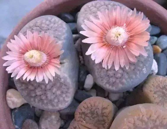 石生花,绝美娇艳!_石头