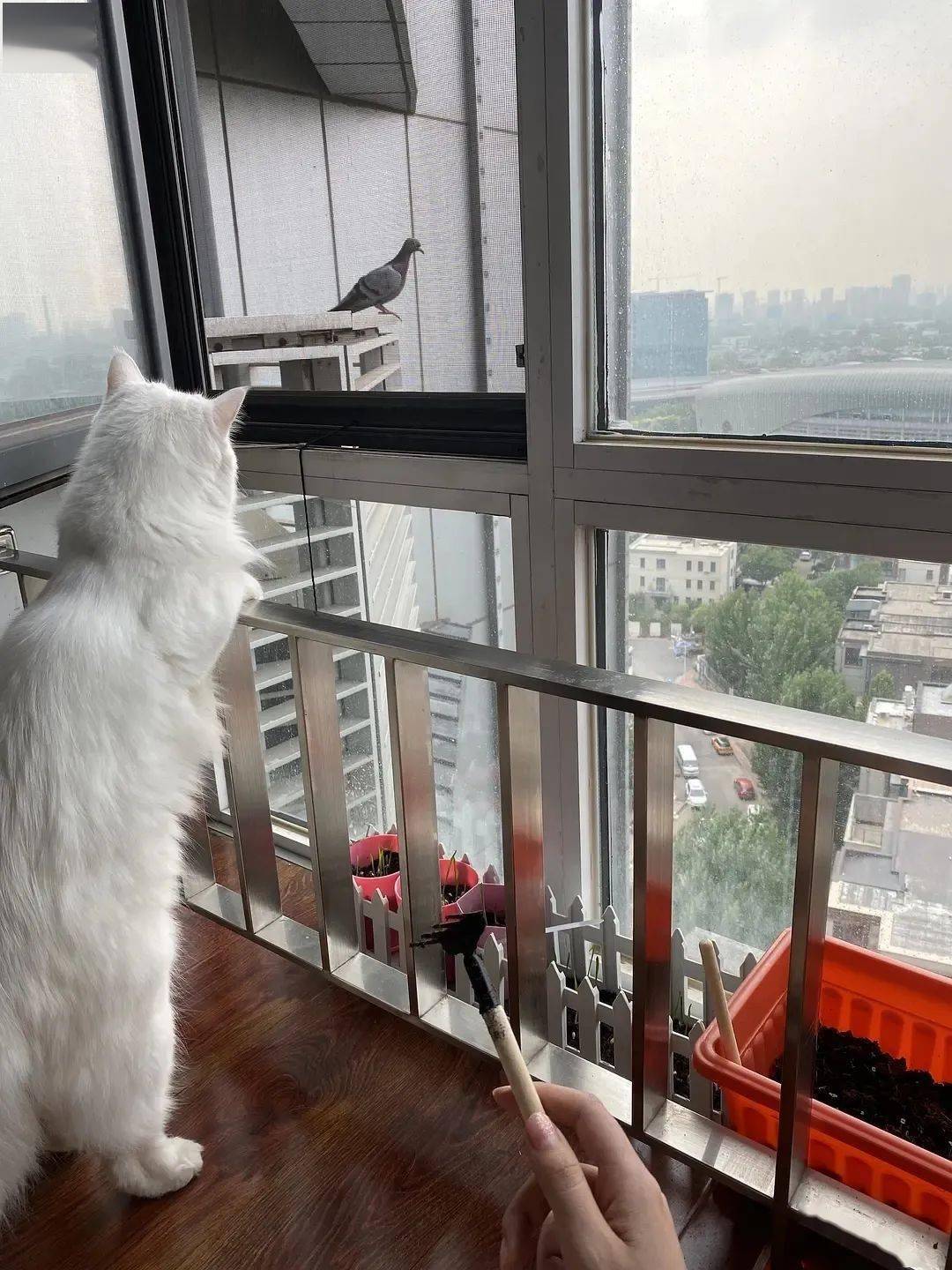 博主养了一只十分粘人的中华田园猫.