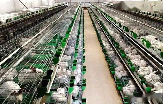 明日剧透|孙家贬村:养殖伊普吕肉兔 打开群众"致富门"