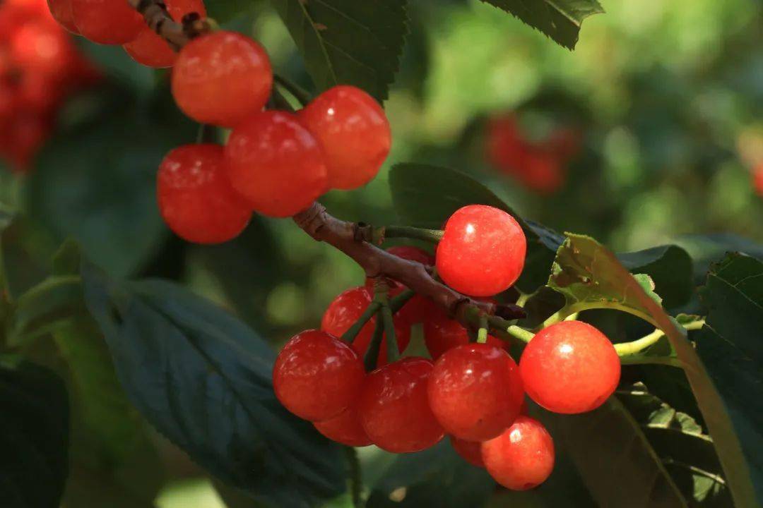 属于凉山的七色浪漫,德昌是紫色