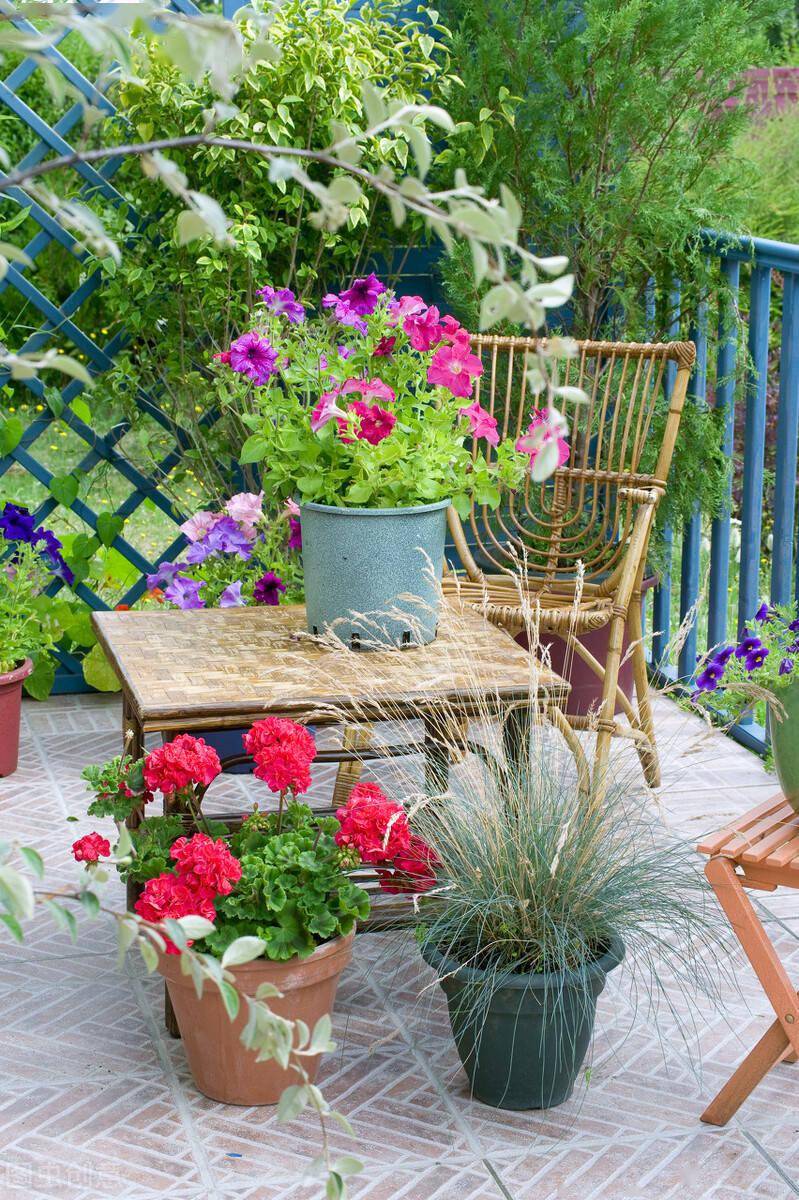 家庭养花摆放禁忌资深养花人都不会去触犯