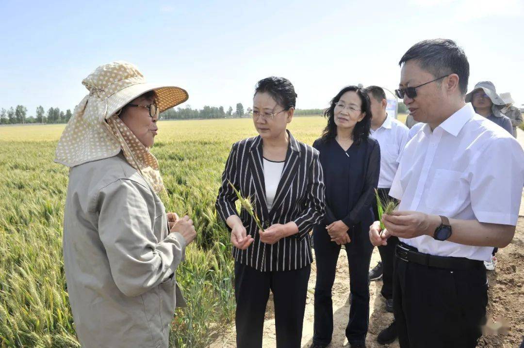 徐家平调研我市小麦育种及农业生产情况