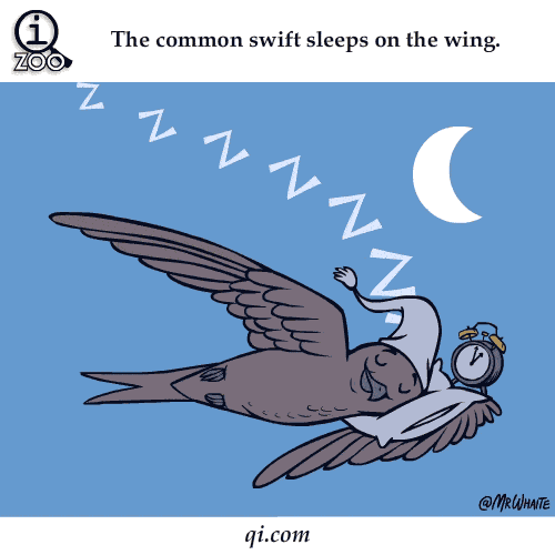 18个关于动物的冷知识_吉米