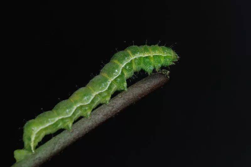 卖到400元斤这种常见的虫比禾虫还贵