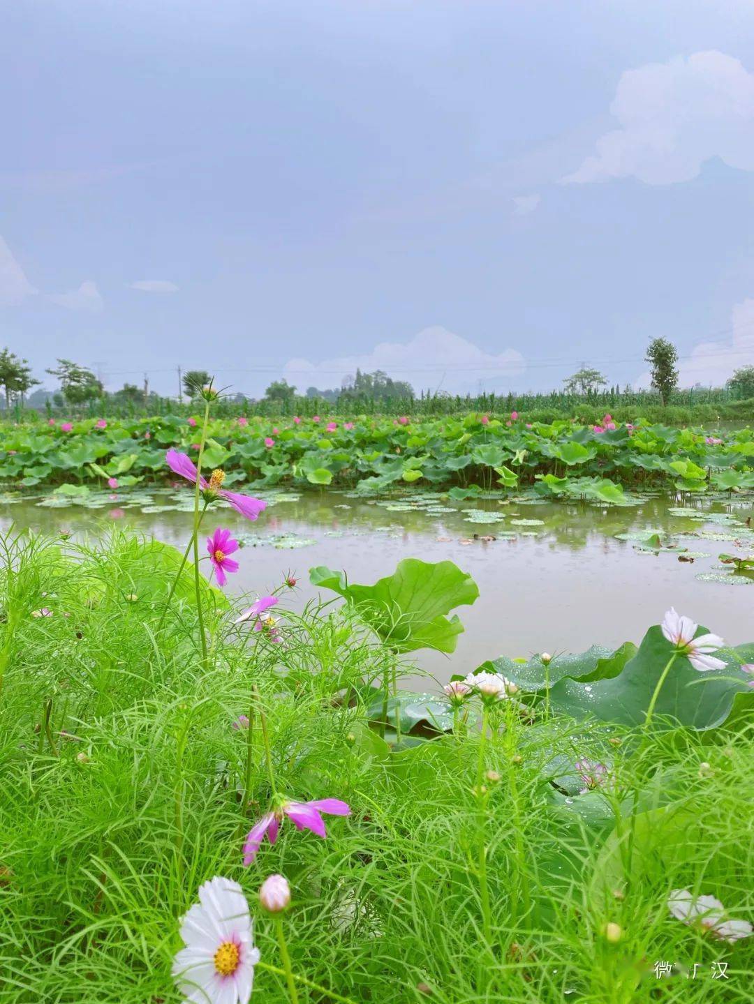 赏美景超美广汉第一波向日葵花田上线就在高坪镇园龙村