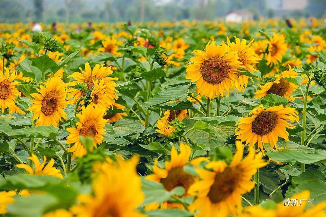 赏美景超美广汉第一波向日葵花田上线就在高坪镇园龙村