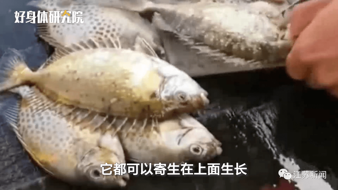 如何杀黄骨鱼 398be17813dc49a6a136bc4f54e72f3d.png