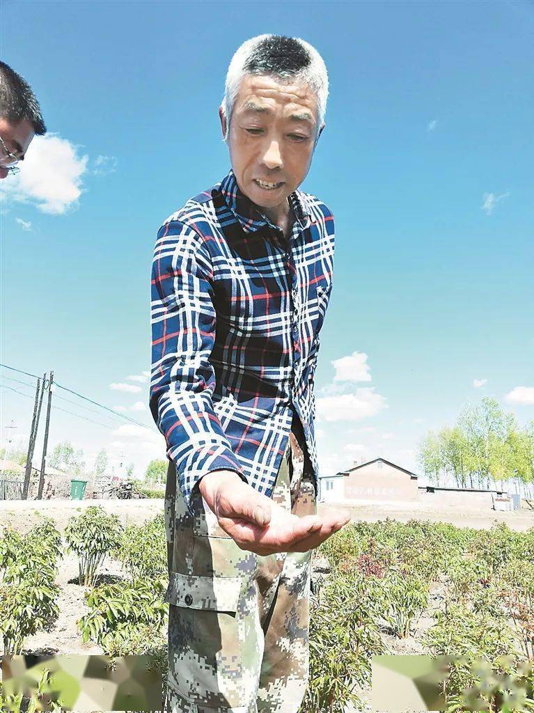 于海芳在小药园里查看赤芍长势情况