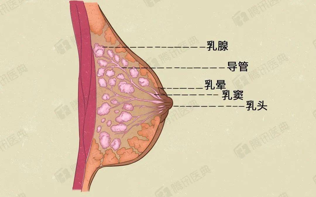 全裸服务,乳房按摩,视频曝光被深挖:你以为的保养,是在送命!_乳腺