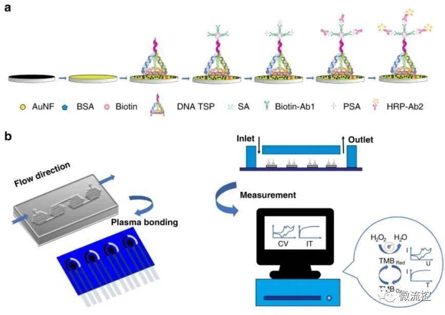 a 电化学生物传感器的构建方案;b.
