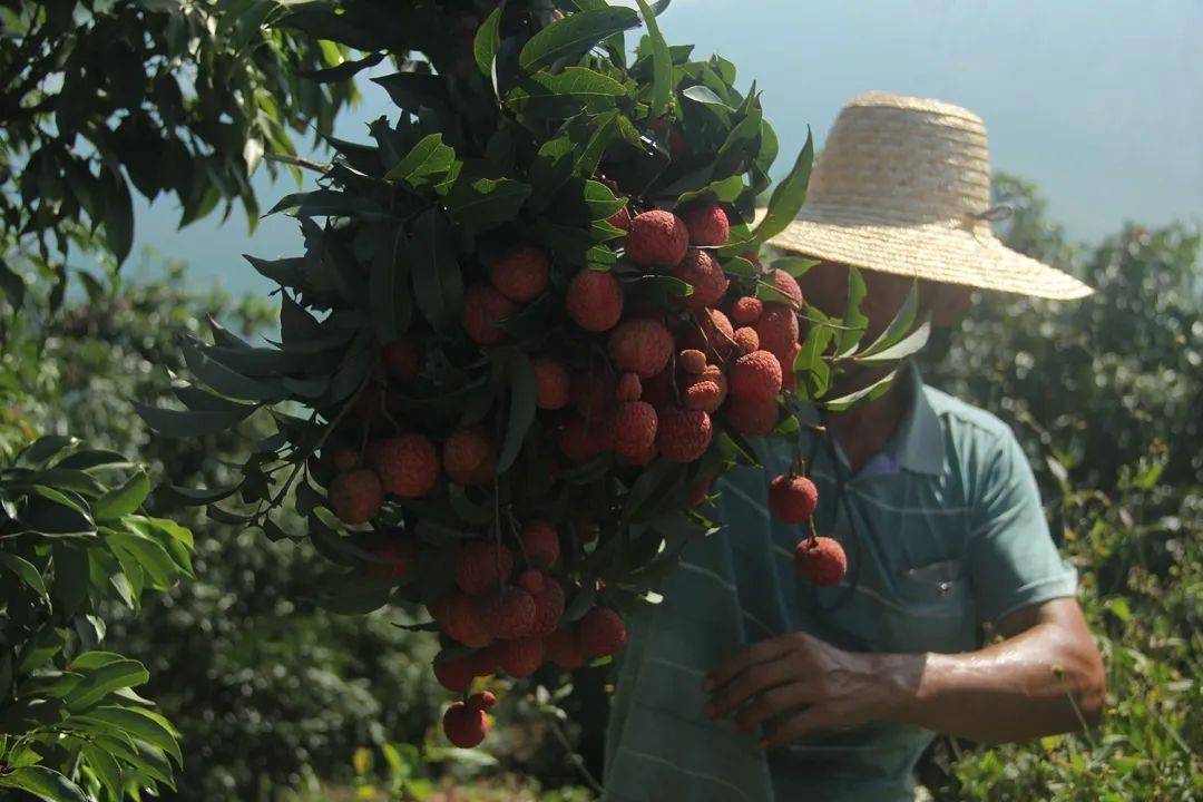 白居易:不新鲜的荔枝,是没有灵魂的