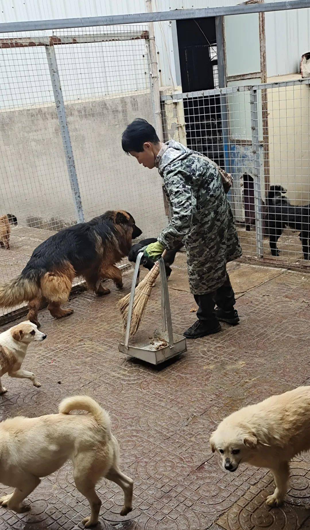 五百多只流浪狗的喂养已经让吴姐招架不住,更可怕的是救助还从未停止