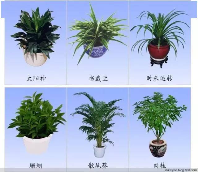 收藏 室内常用观叶植物品种 图例 栽培要点 阳光