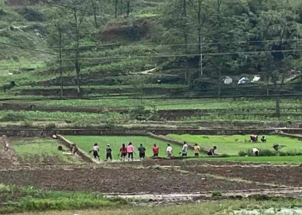 晴隆新坪社区 水稻种植忙农民增收致富路 碧痕镇
