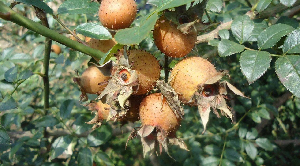 农村浑身带刺的野果曾默默无闻却不知它也是具有4大功效的宝贝