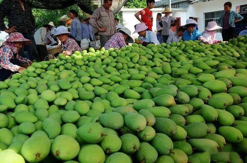 80万吨马上成熟，从７元跌到４元，种植户很着急，咋了？