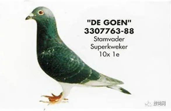 名家铭鸽 | 芮娜和她的"飞戈"家族_种鸽