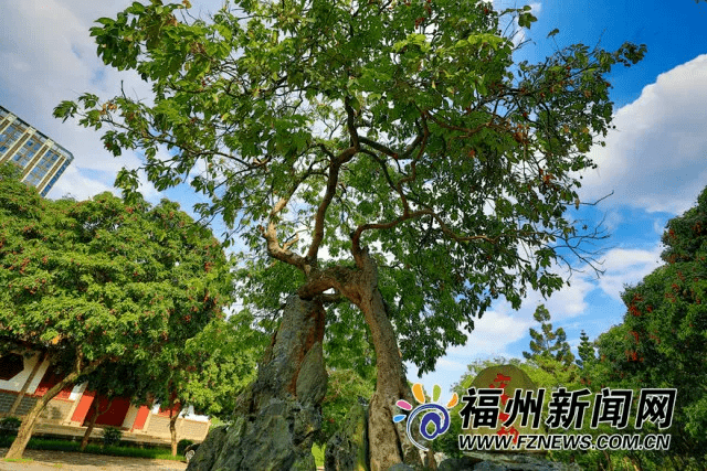 【榕城故事】福州“四大名荔”，竟然都在鼓楼的这些地方！关于荔枝的这些故事，你听过吗？_宋荔