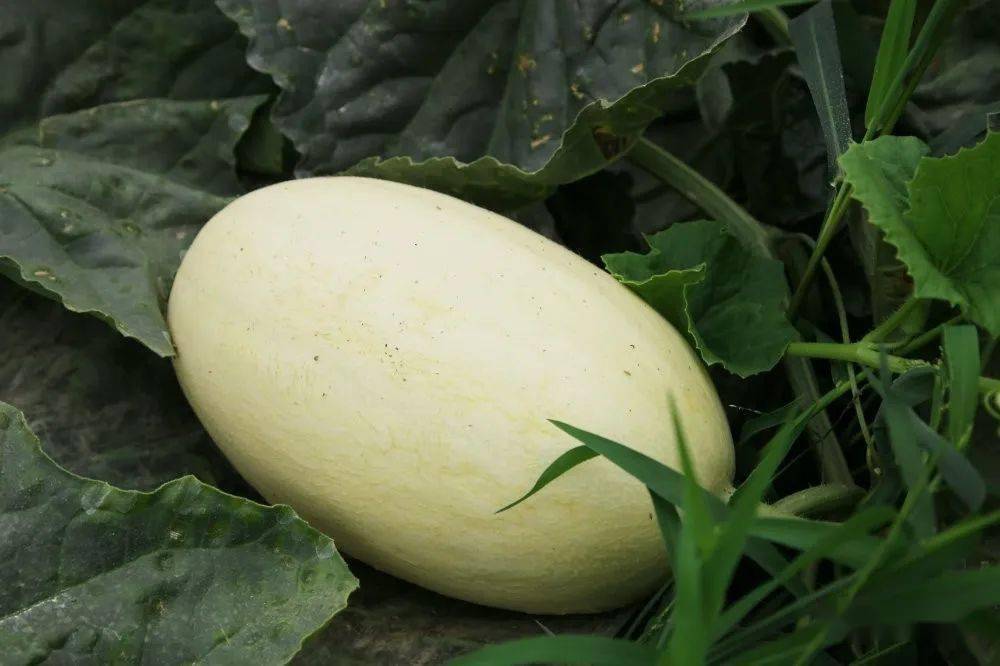 香瓜,香甜,多汁,脆爽,炎炎夏日,来上一口,清凉又解暑.