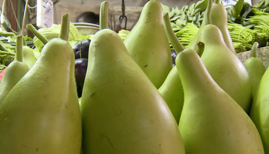 警惕这种带苦味的瓜千万别吃