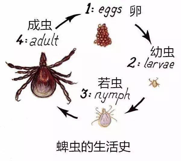 蜱虫生活史02……立克次体病疏螺旋体病或莱姆病无形体病梨形虫病或