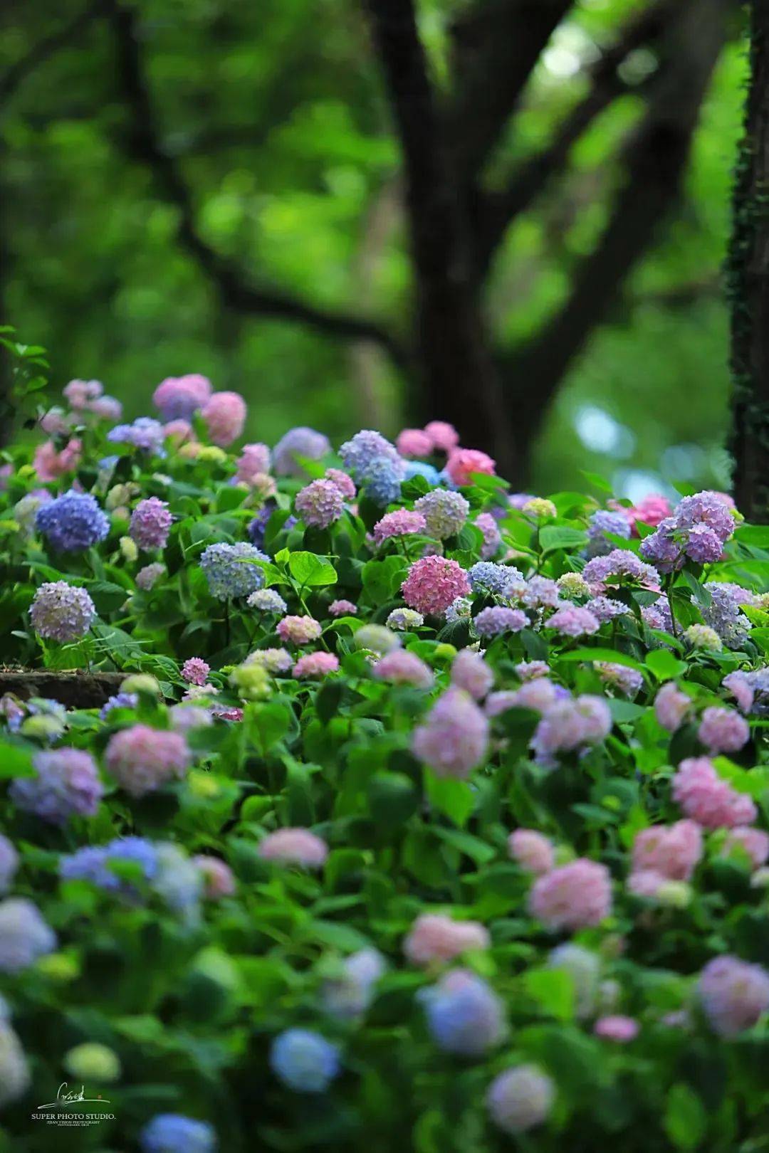 绣球花海一眼万年