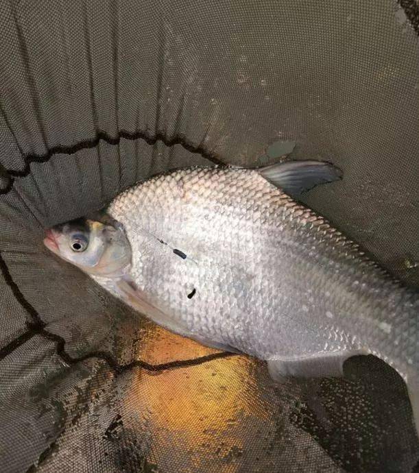 鱼多少度最活跃 40e51abab19541abbf4400dff4b599a7.jpeg