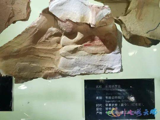 聚焦cop15|云南澄江帽天山敲开寒武纪早期生命之门_化石