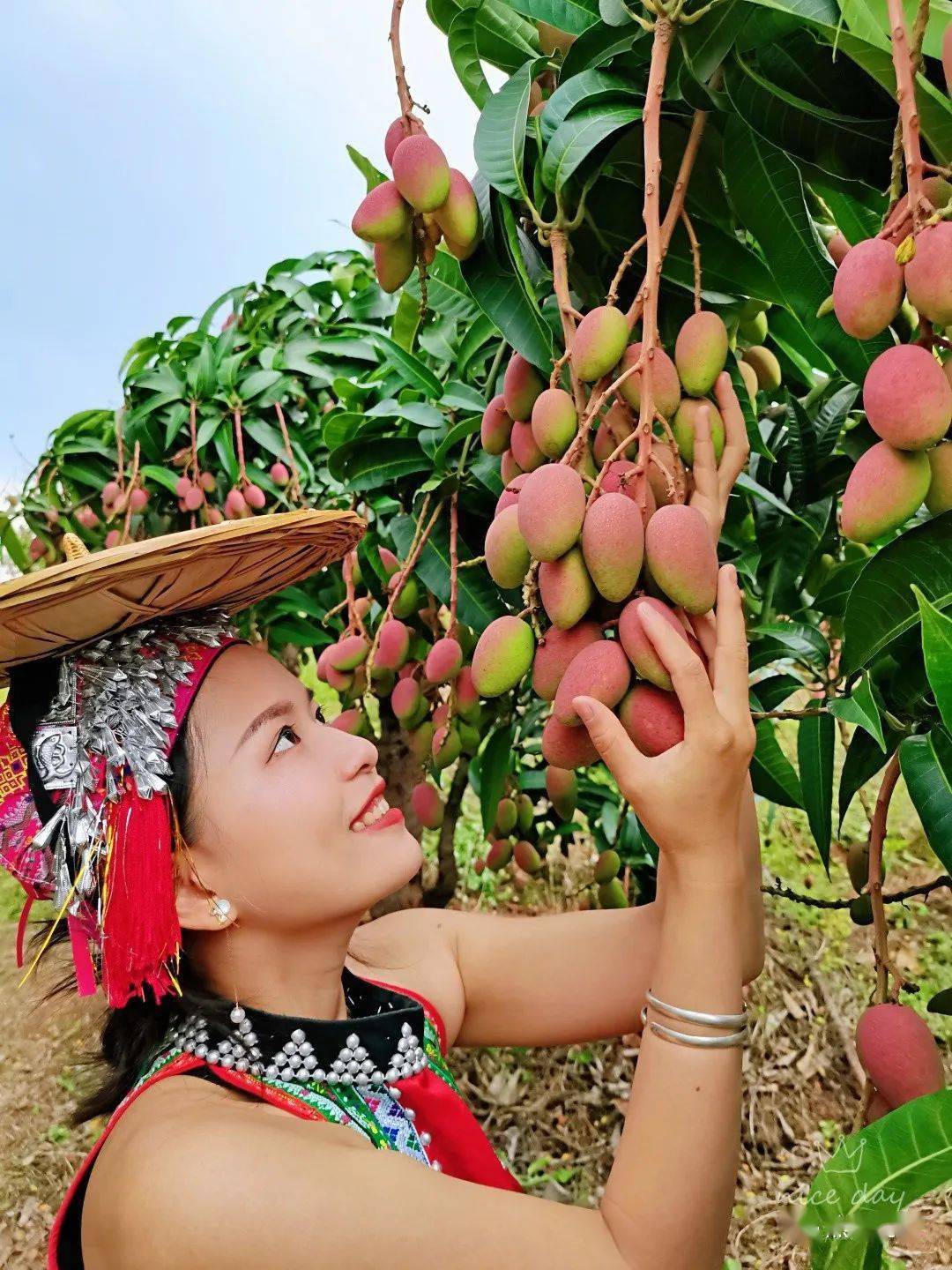 今年元江芒果节的时间定了