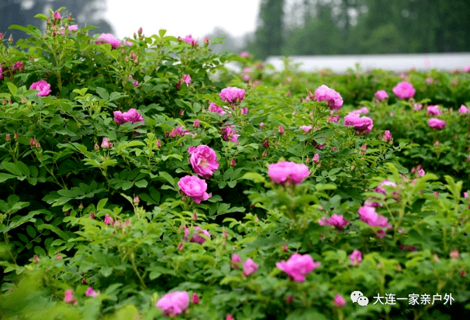 6月5日周六金州御龙海湾 玫瑰园美拍1日游