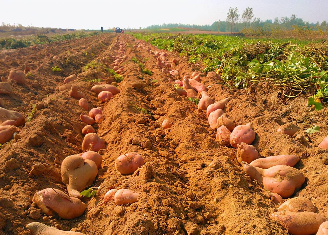 培育健康薯苗，护航红薯产业发展