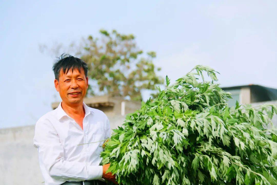 打造艾草產業鏈助推鄉村振興