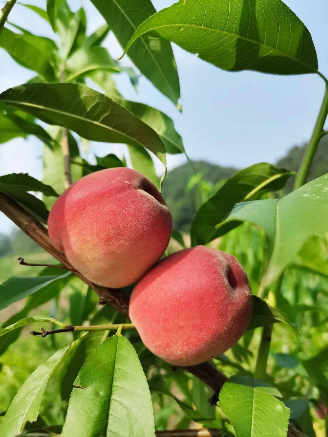 巴南十里花果长廊6月5日正式开园东温泉黄金林准备迎客了