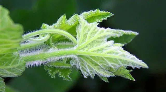 别名番瓜藤,盘肠草,南瓜苗南瓜藤,是葫芦科南瓜属下的植物它就是人见