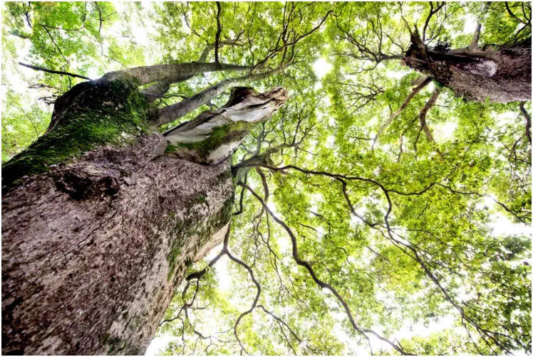 这种行为最高罚三万 成都市古树名木保护管理规定 明起正式施行